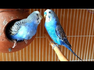 parrot
