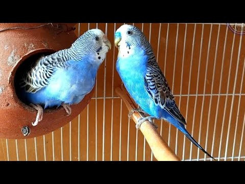 parrot-big-0