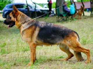 german-shepherd