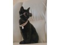 neck-belt-for-cats-small-0