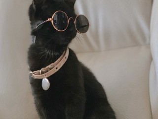 neck-belt-for-cats