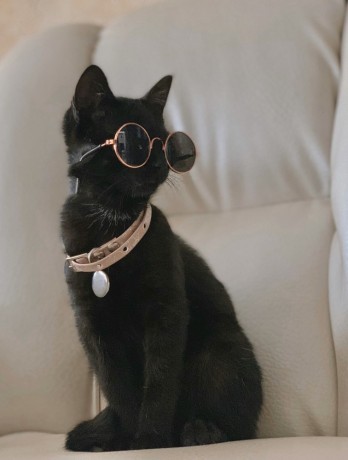neck-belt-for-cats-big-0